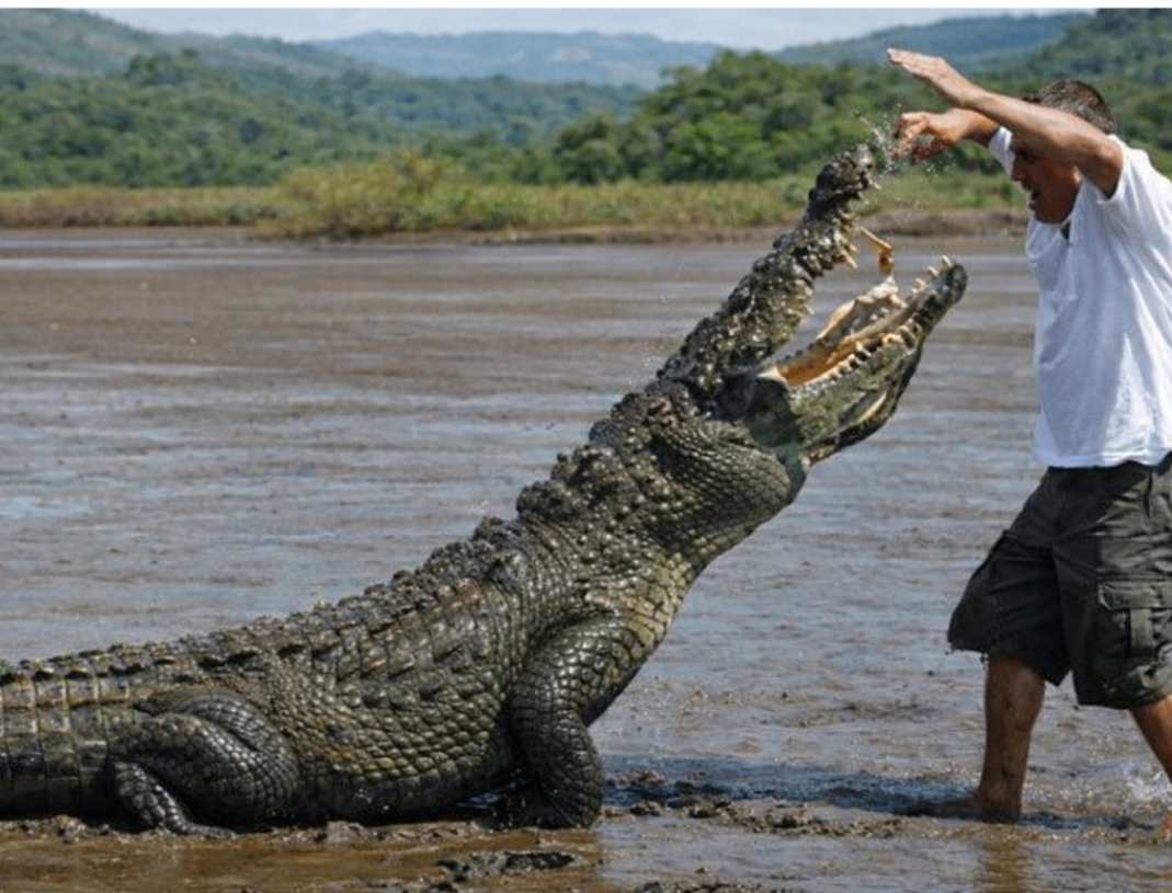 Crocodile Tour Tarcoles River | Tour de Cocodrilos near Jacó 