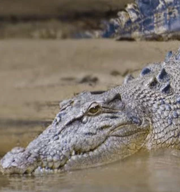 🐊 Crocodile Tour on the Tarcoles River – Jaco, Costa Rica 🇨🇷
