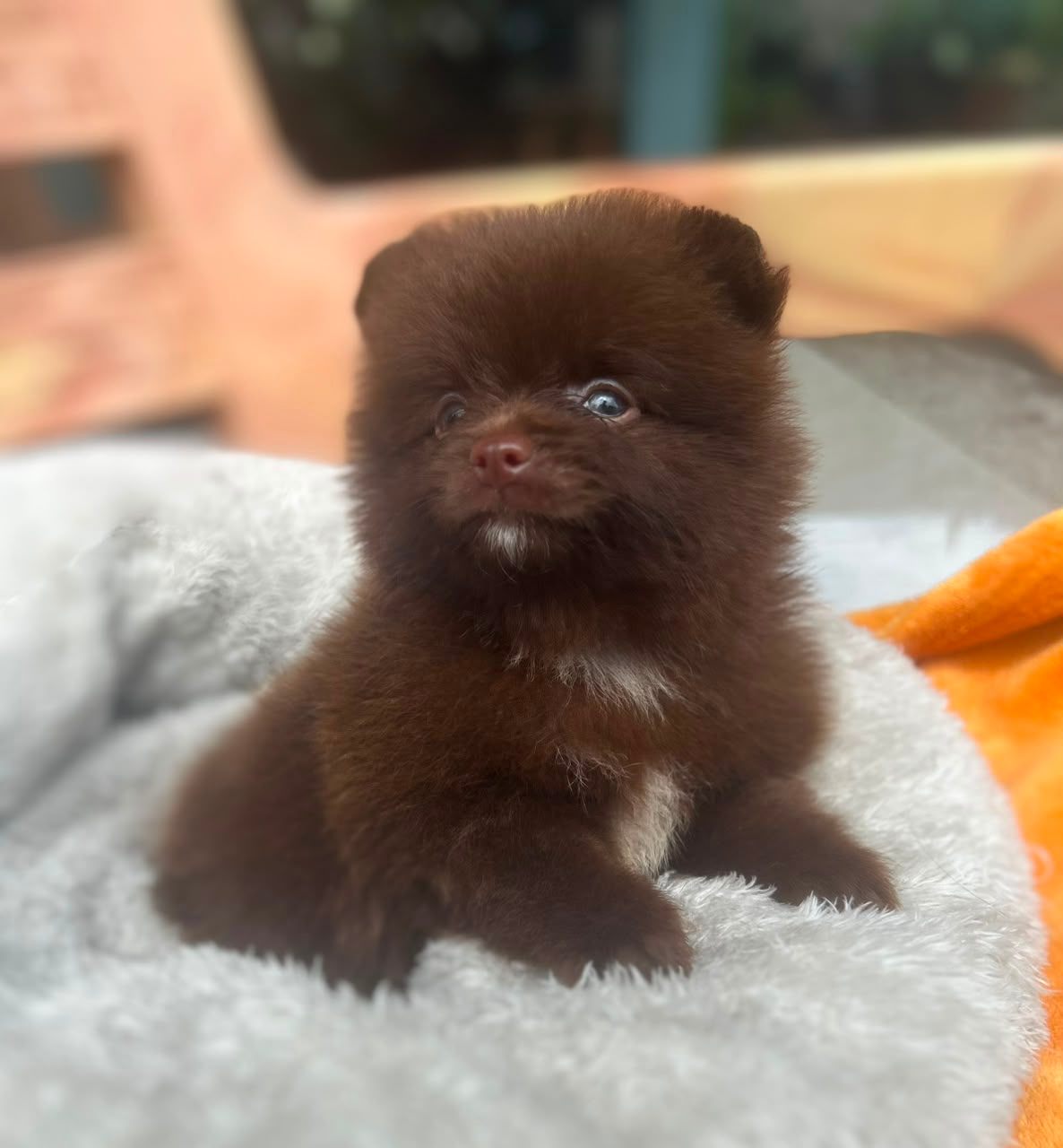 Pomeranian