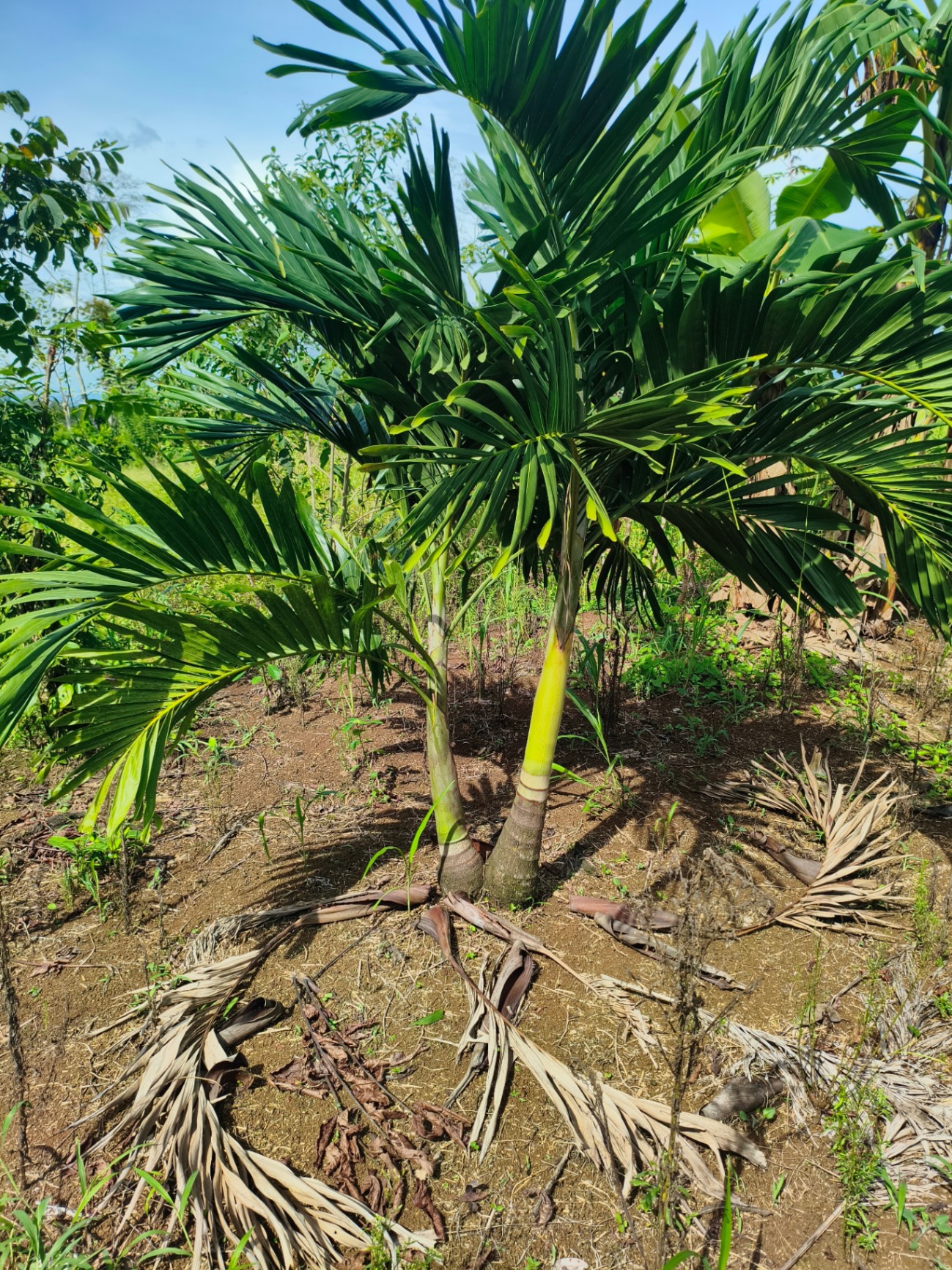 Palmeras y Plantas