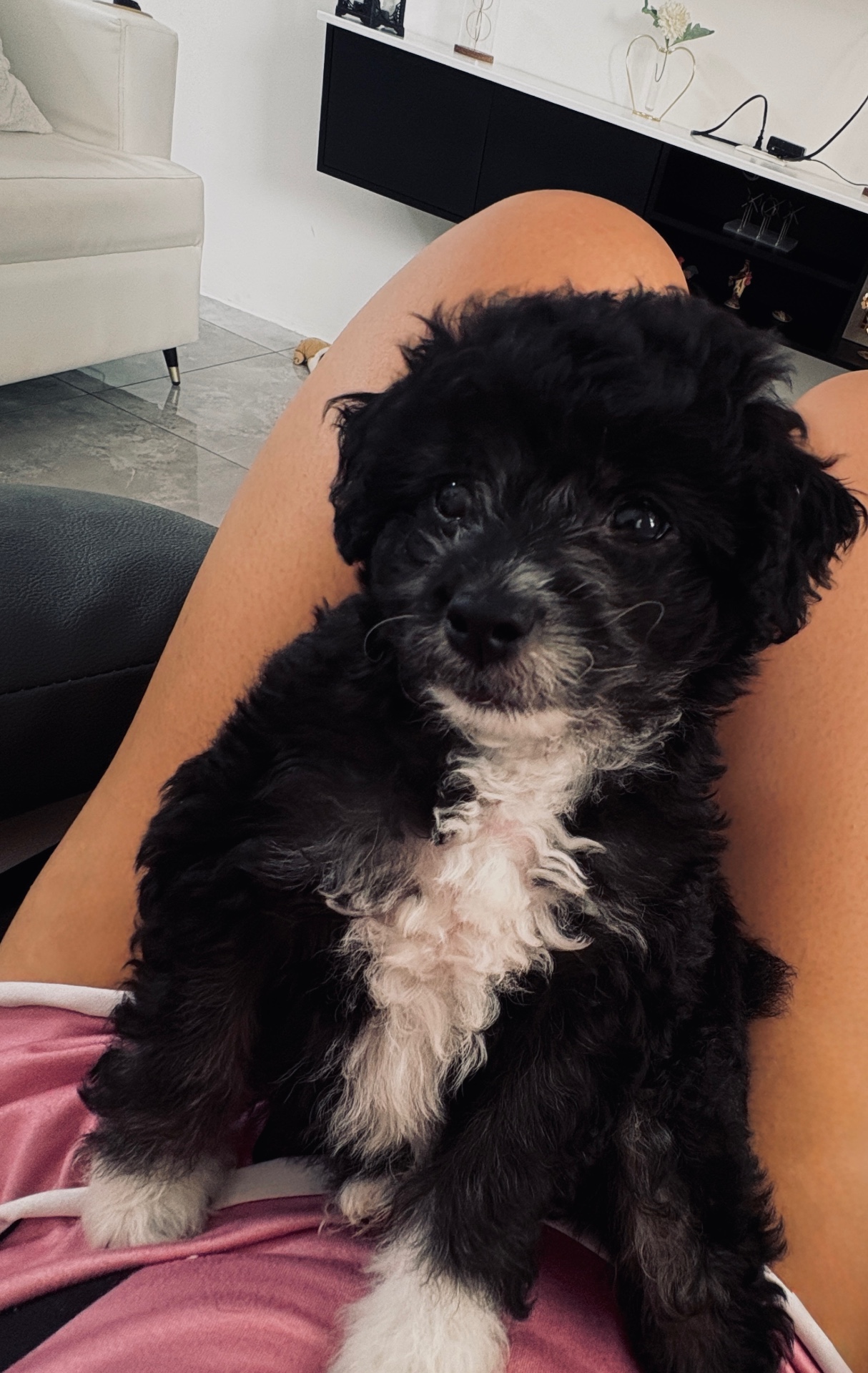 Perrito busca un hogar 