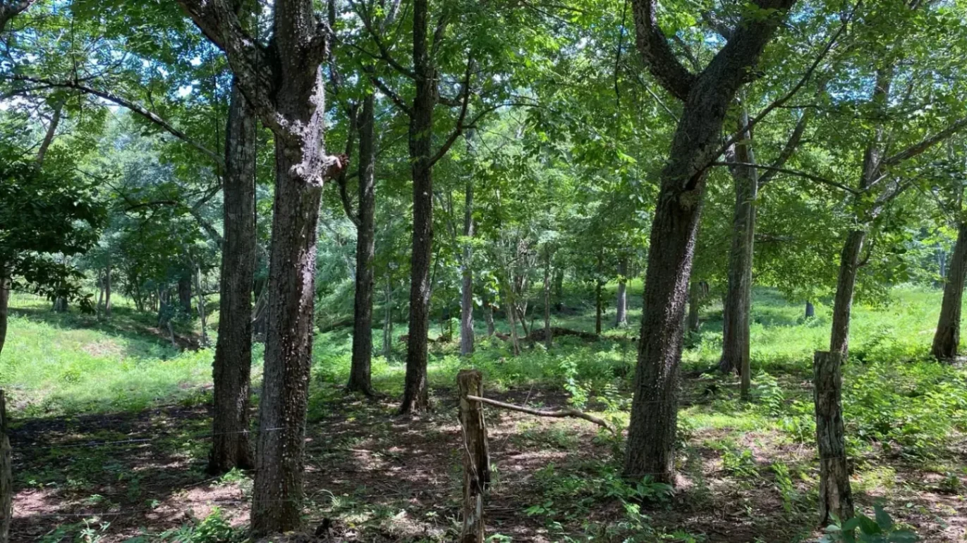 Amplio Lote Residencial de 5000 m2 Rodeado de Naturaleza
