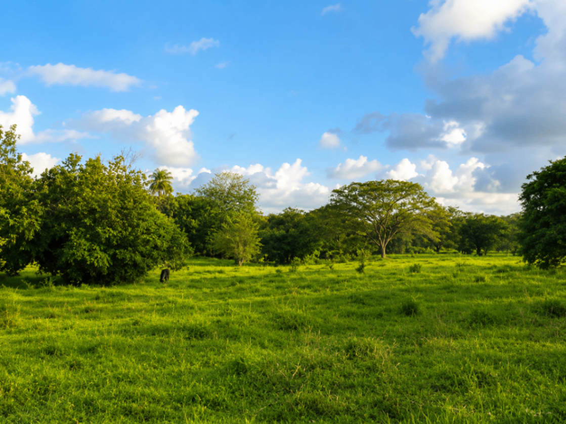 EXCLUSIVIDAD | Finca de 14 hectáreas cerca de Tamarindo con gran potencial de inversión