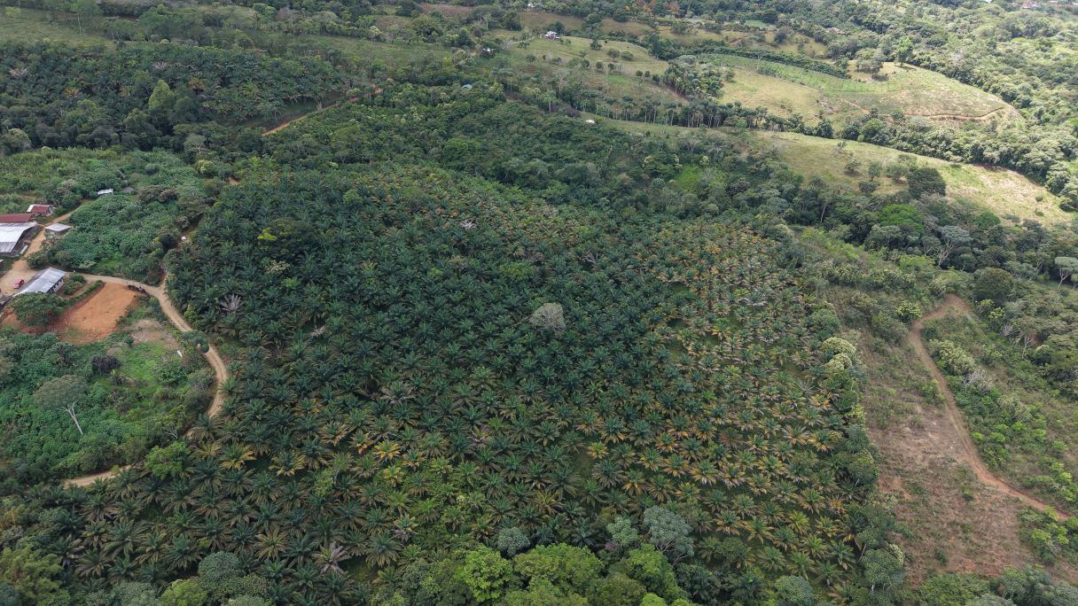Finca en Venta en Pérez Zeledón | 6,74 ha de Palma Africana