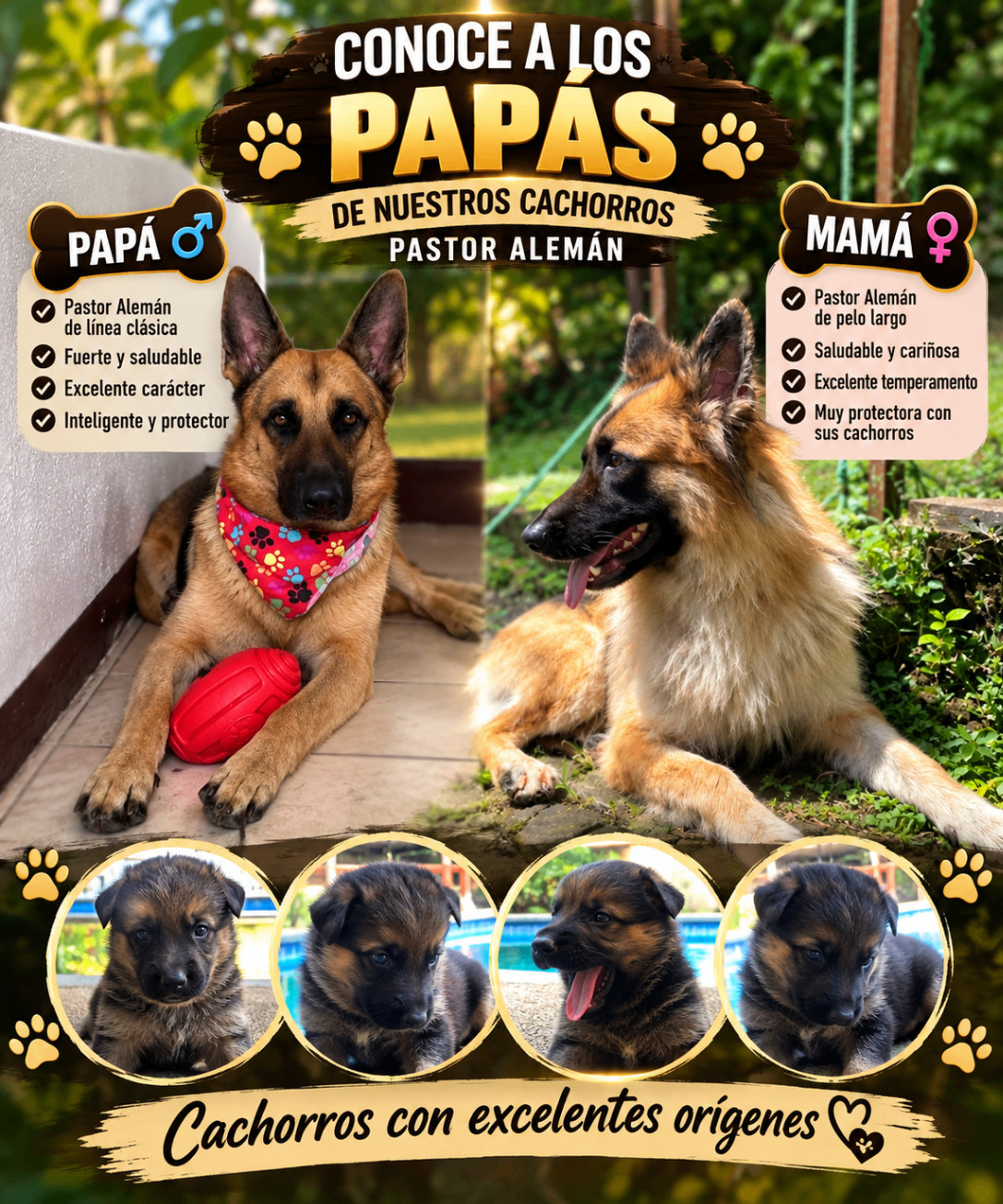 Pastores Alemanes Cell: 72831043