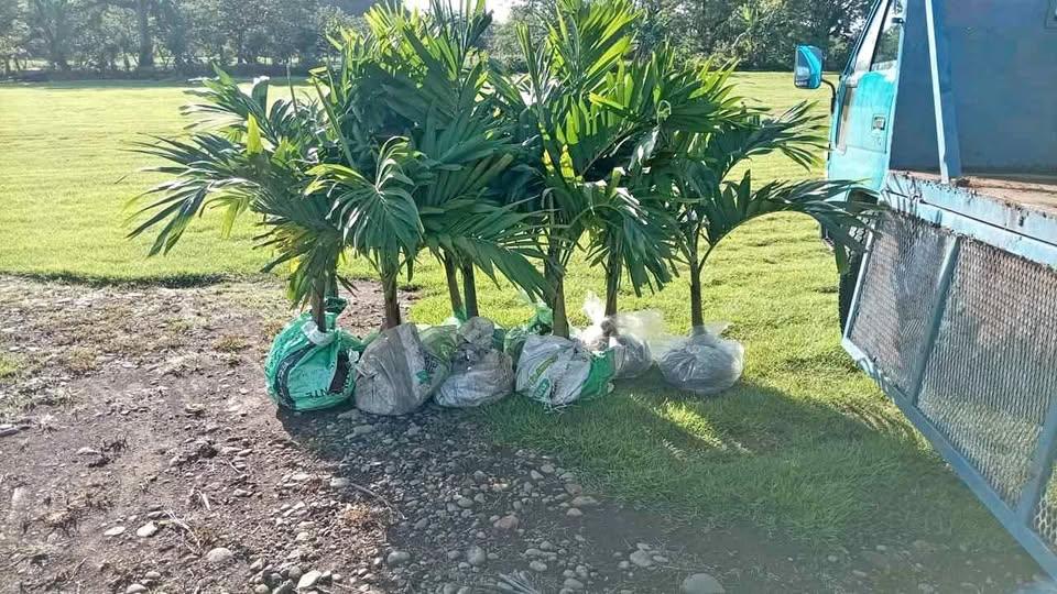 Palmeras ornamentales de aproximadamente 1,20 m en venta en Costa Rica