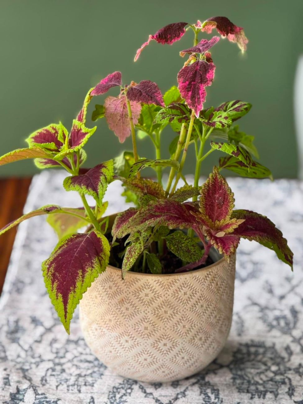 Plantas ornamentales tropicales | Plantas para interior y jardin