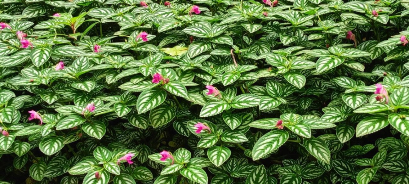 Cubre suelo rosado Florea en venta en Costa Rica