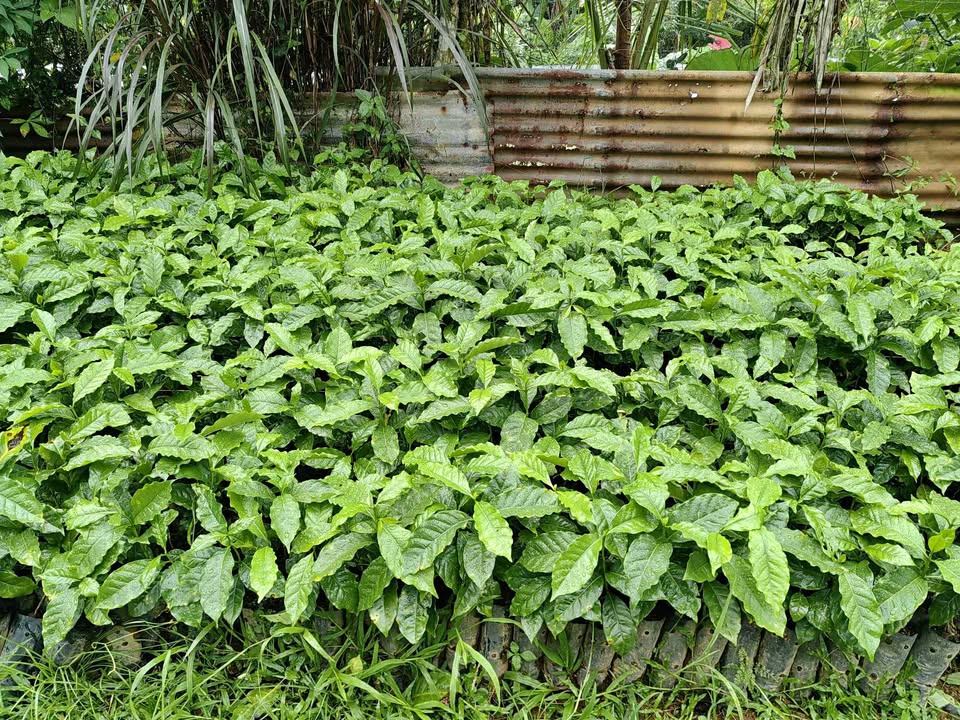 Plantas de café Obatá en venta | Variedad resistente y de alta product