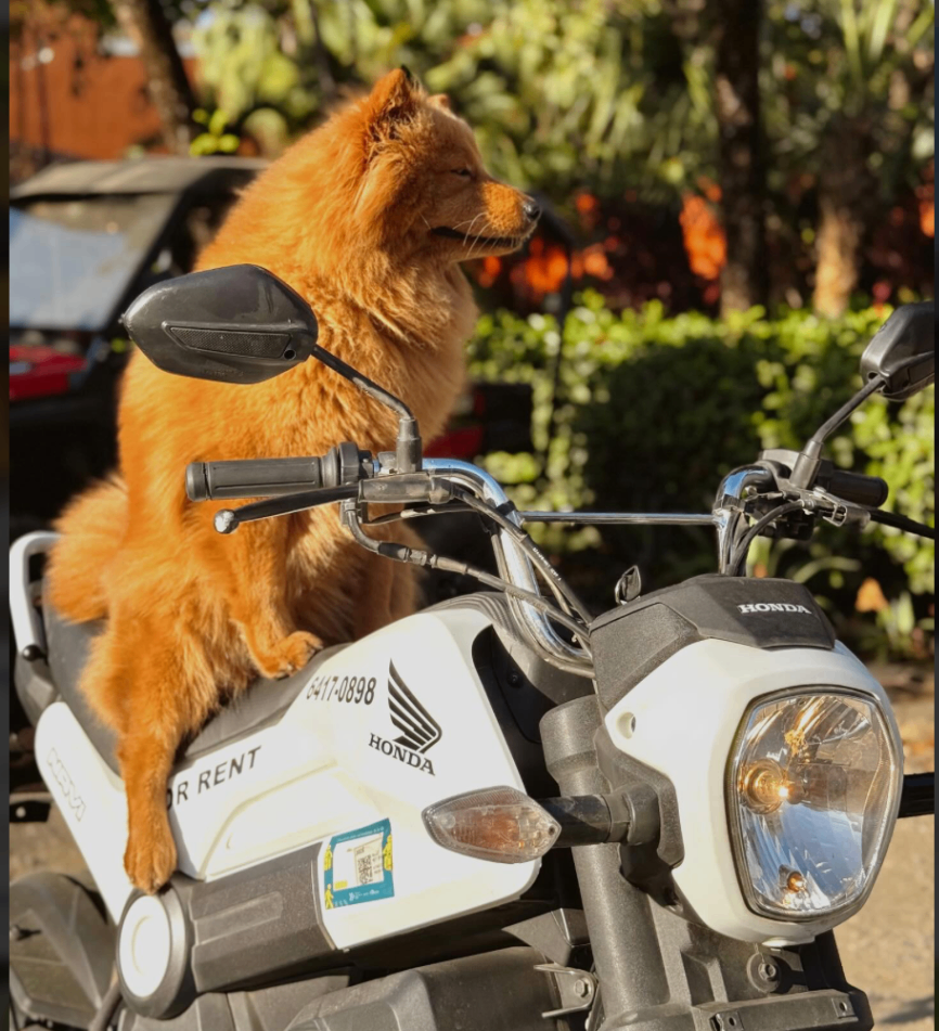 Honda Navi Rental in Tamarindo | From $50/Day | Easy & Fun Ride
