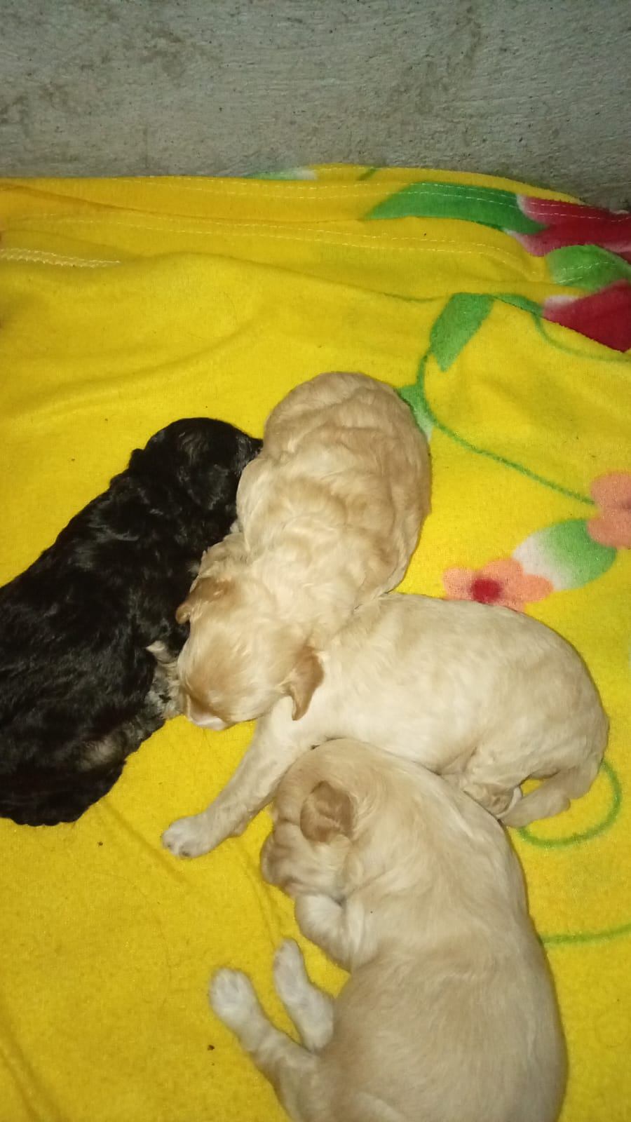 Venta de cachorros 