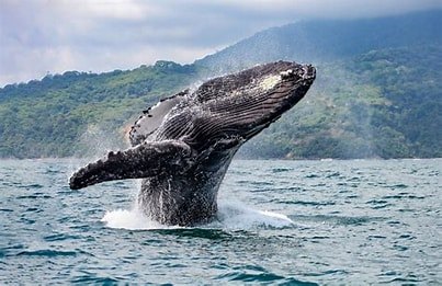 Tour de avistamiento de ballenas 