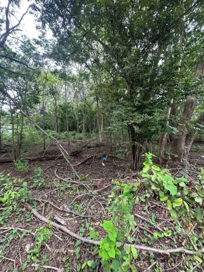 EXCLUSIVIDAD | Lote plano de 5.000 m² en venta en Villarreal cerca de Tamarindo