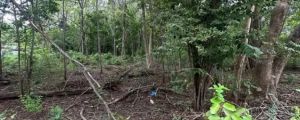EXCLUSIVIDAD | Lote plano de 5.000 m² en venta en Villarreal cerca de Tamarindo