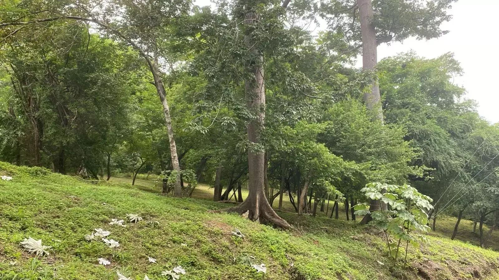 Amplio lote de 5.000 m² en una de las zonas residenciales preferidas
