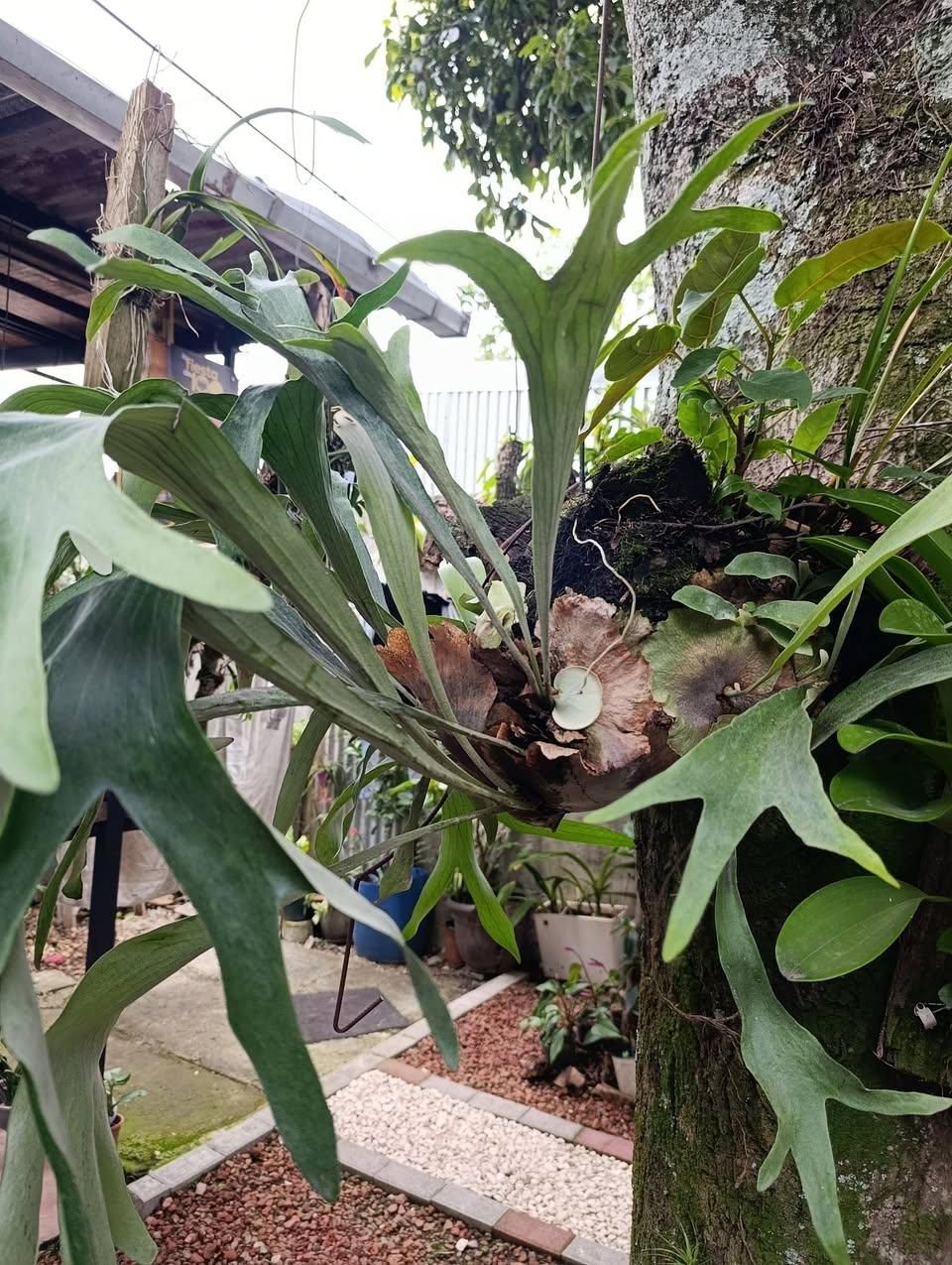 Helecho Cuerno de Alce (Platycerium) en venta en Desamparados